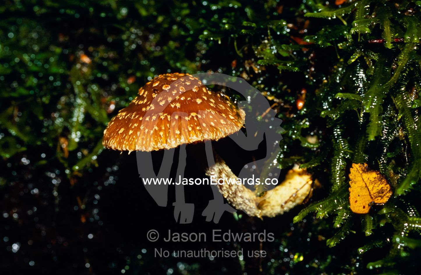 A Cortinarius Mushroom growing through bryophytes on a rotting log. Tarkine Wilderness Area, Tasmania, Australia.