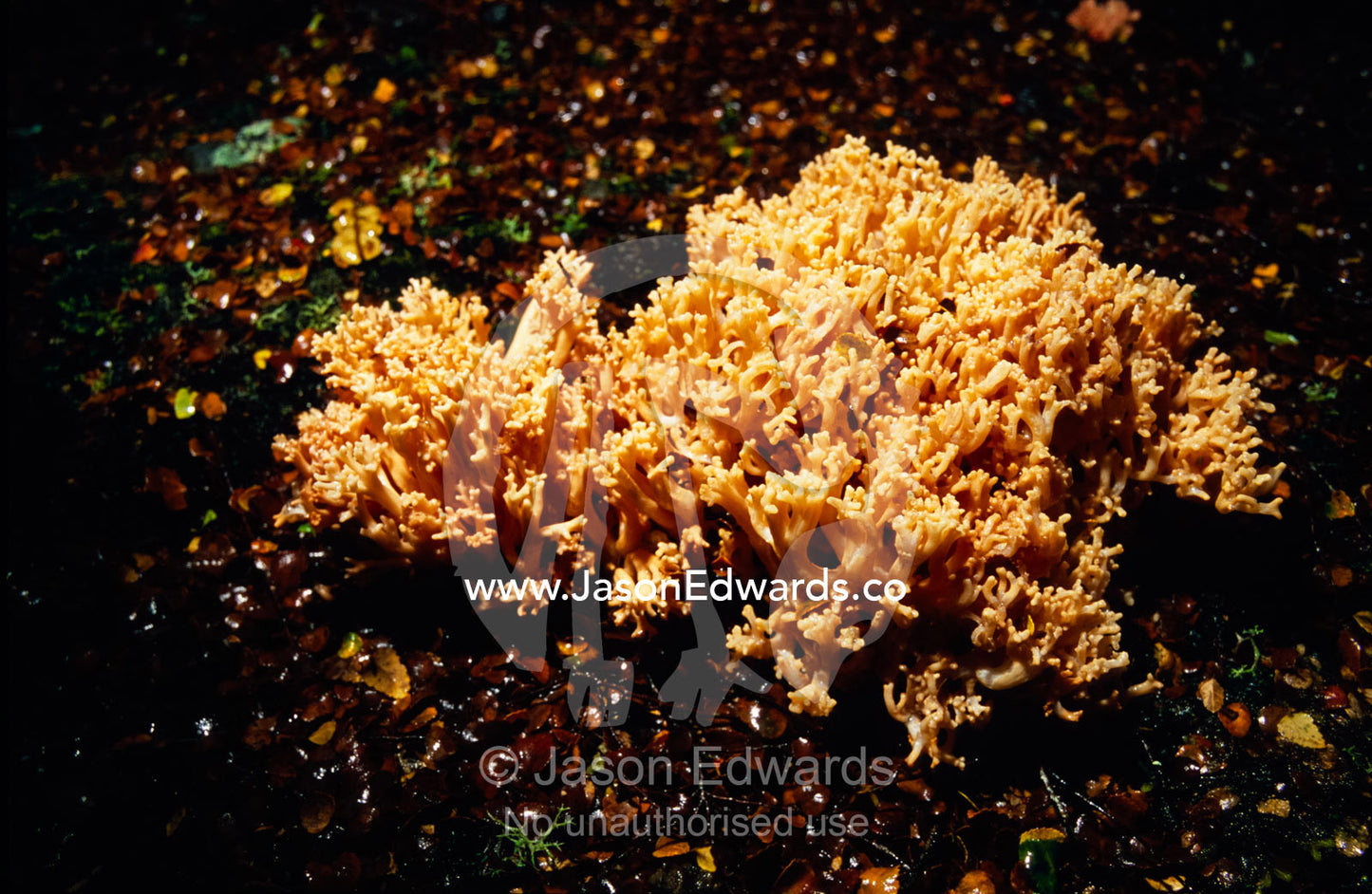 A Ramaria Coral Fungi growing on the floor of a Beech Tree forest. Tarkine Wilderness Area, Tasmania, Australia.