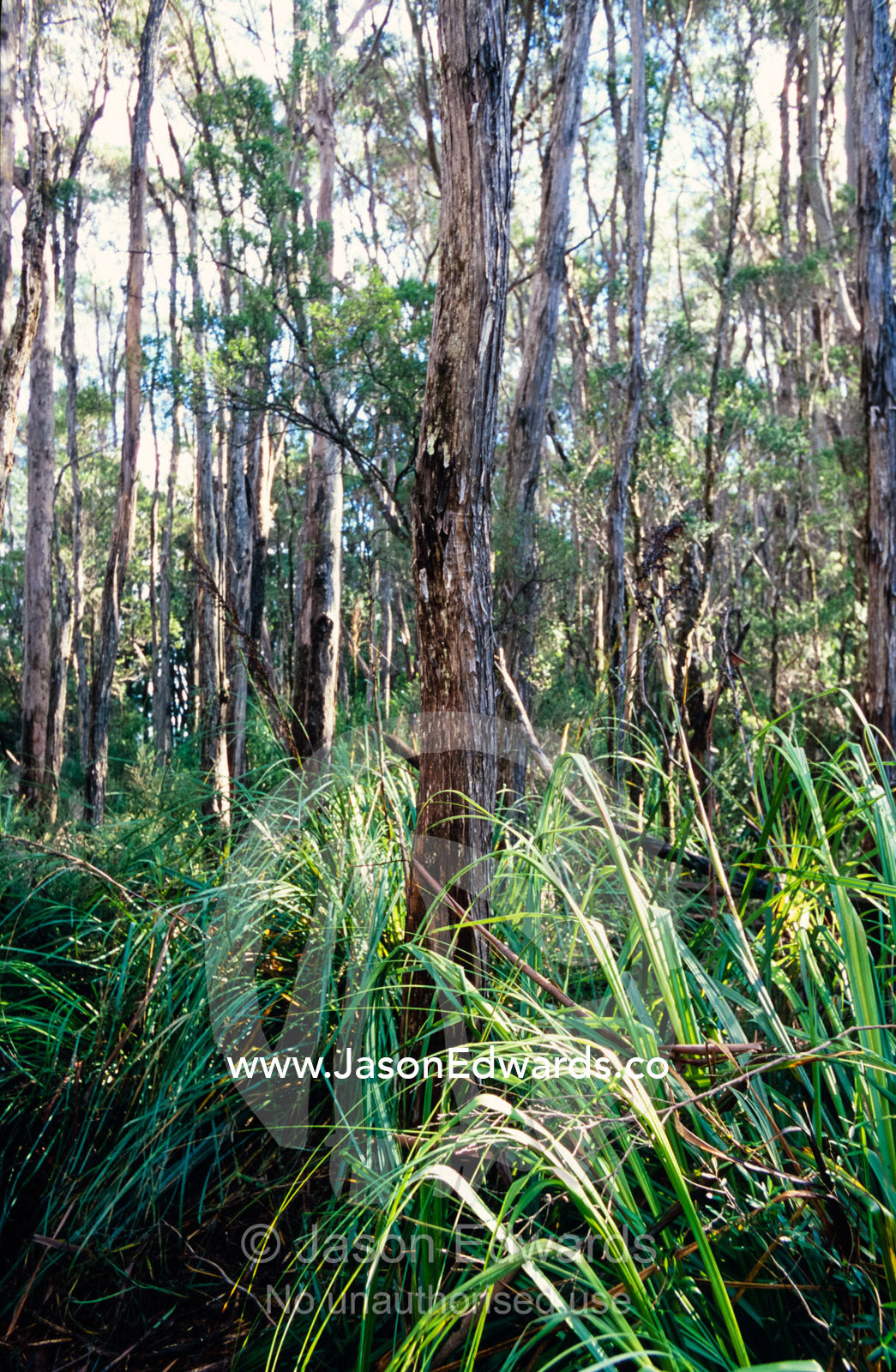 Dappled light falls over a thicket of Saw-sedge, Gahnia species. Tarkine Wilderness Area, Tasmania, Australia