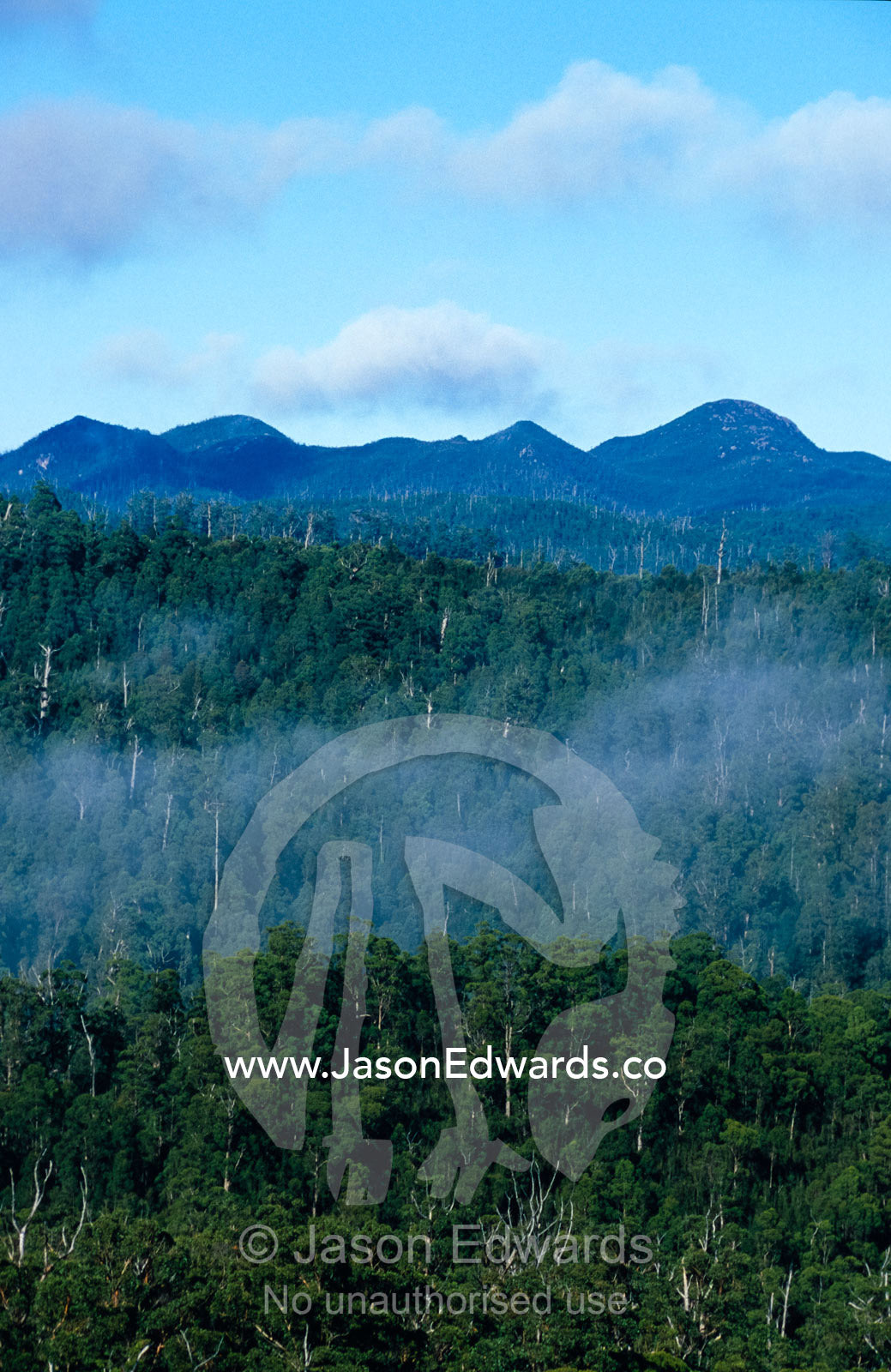 Emergent dead Eucalypt stags rise from cool temperate rainforest. Tarkine Wilderness Area, Tasmania, Australia.