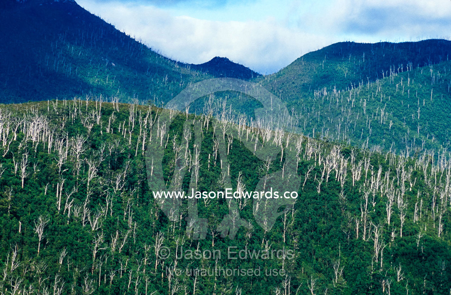 Emergent dead Eucalypt stags rise from cool temperate rainforest. Tarkine Wilderness Area, Tasmania, Australia.