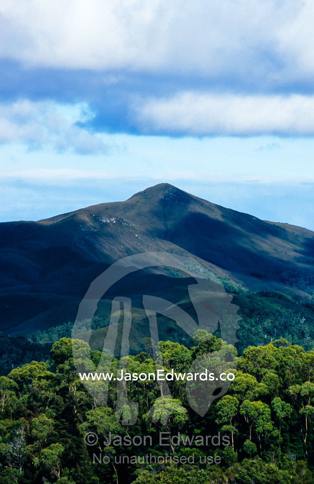 Buttongrass highlands rise over cool temperate rainforest mountains. Tarkine Wilderness Area, Tasmania, Australia.