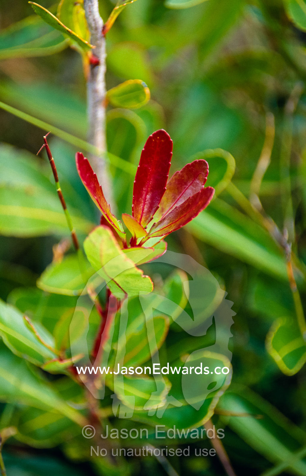 New leaves erupt bright red from a shrub following a bush fire. Tarkine Wilderness Area, Tasmania, Australia.