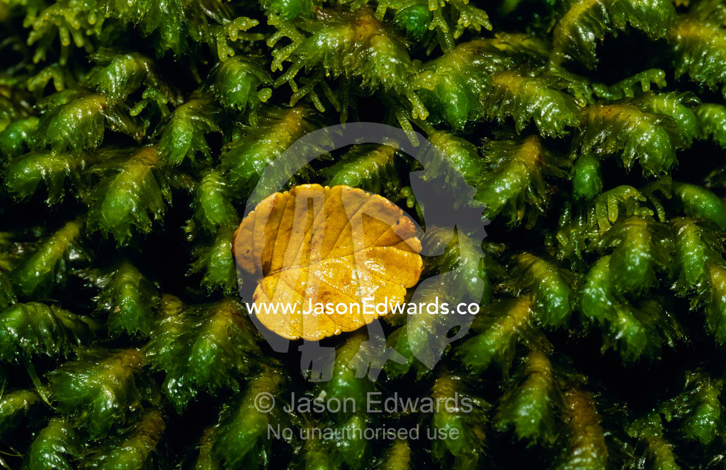 A fallen Deciduous Beech, Nothofagus gunnii, leaf on a moss bryophyte. Cradle Mountain, Lake St. Clair National Park, Tasmania, Australia.