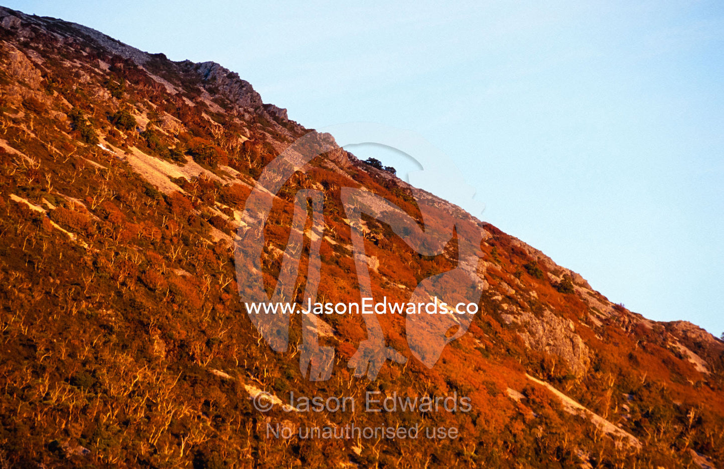 Deciduous Beech, Nothofagus gunnii, in Autumn colors at sunset. Cradle Mountain, Lake St Clair National Park, Tasmania, Australia.