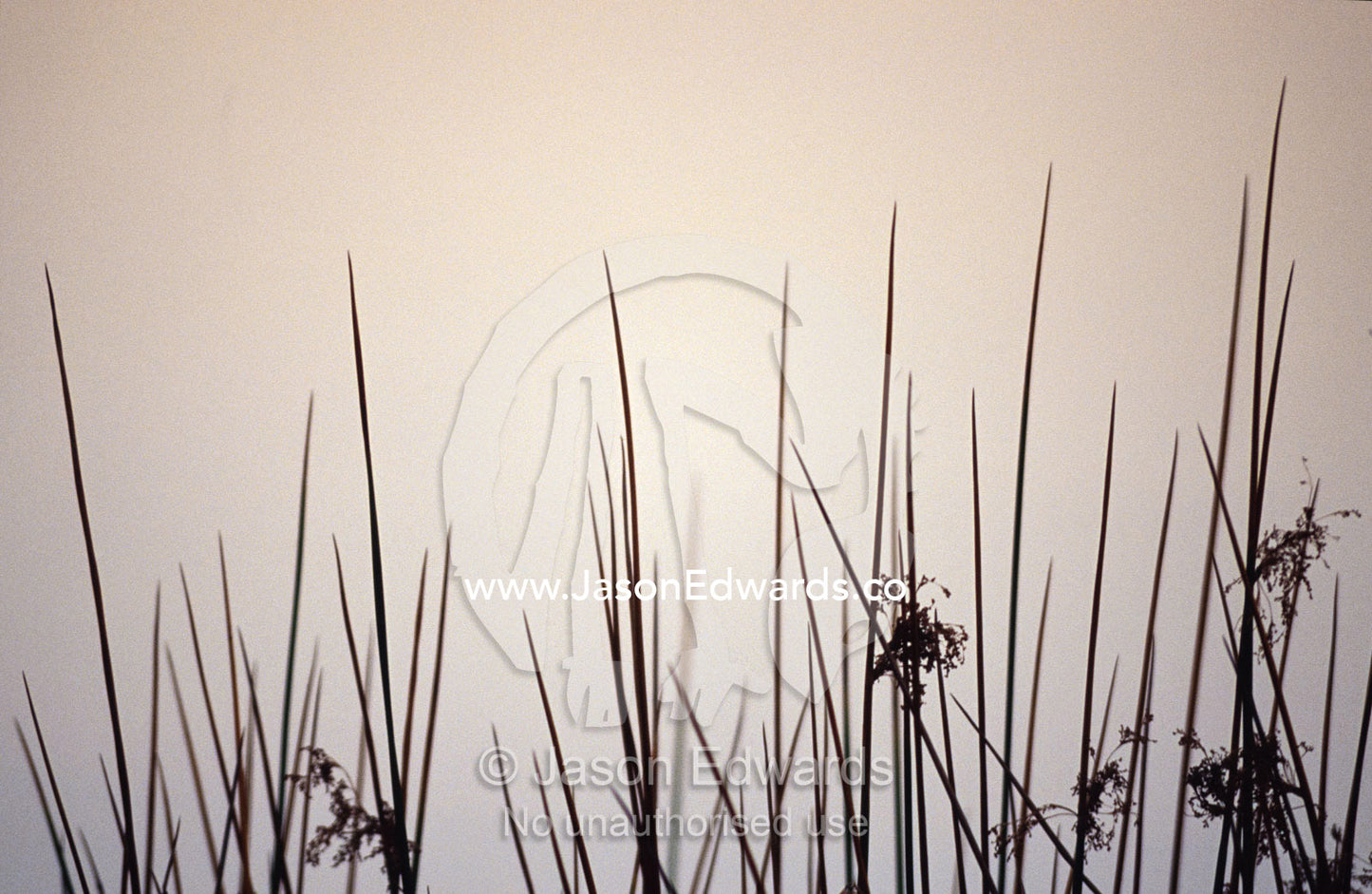 The pre-dawn light and the delicate form of wetland reeds in the mist. The Pit, Albury, New South Wales, Australia.