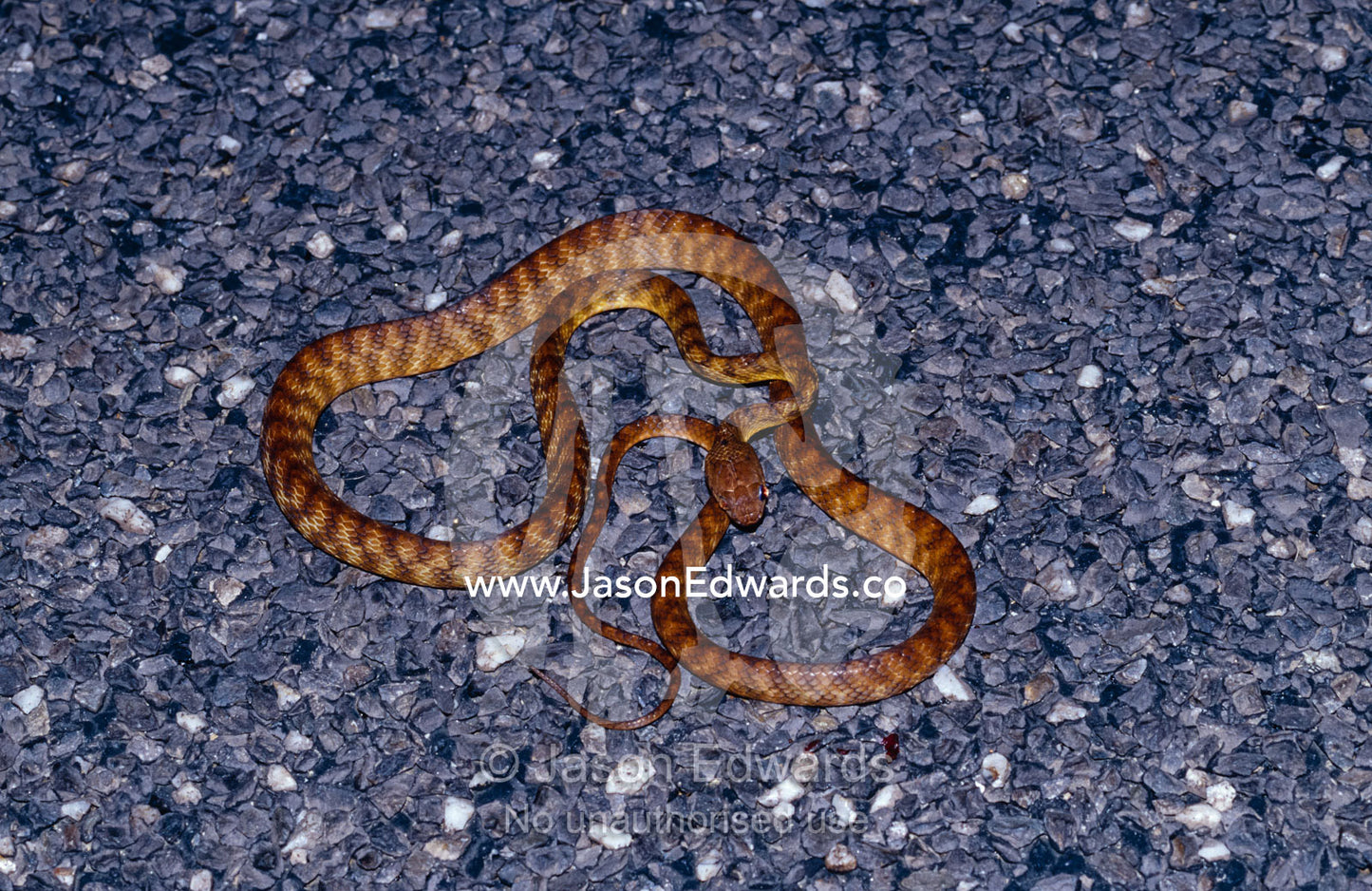 A Brown Tree Snake Boiga irregularis, resting on a warm road at night. Big Mitchell Creek, Queensland, Australia.