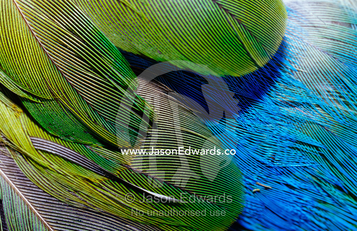 The feathers of a red-winged parrot. Big Mitchell Creek, Queensland, Australia.