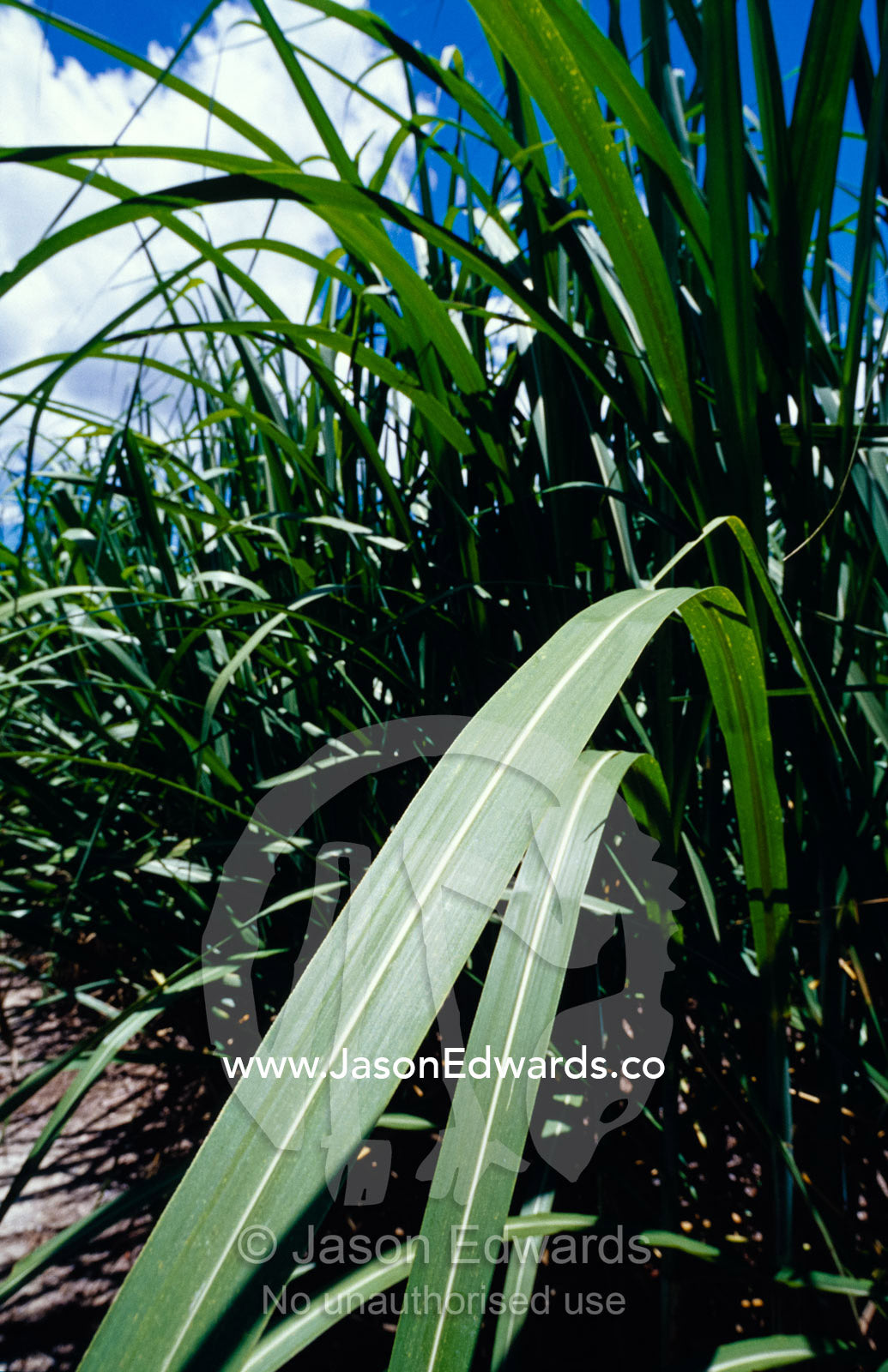 The broad leaf of a sugar cane plant catches the sun. Julatten, Queensland, Australia.
