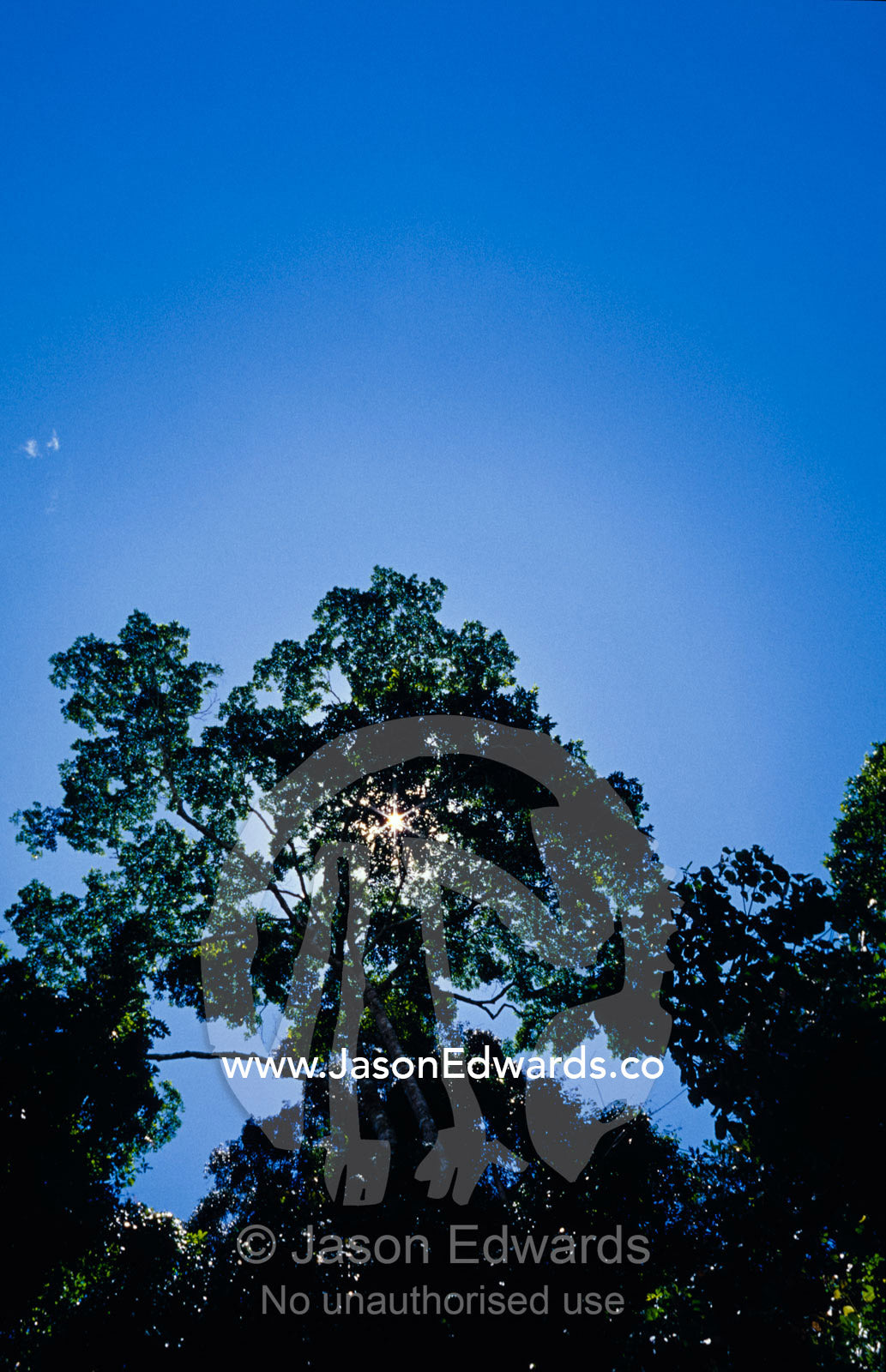 Sun rays pierce through the canopy of a Gallery Rainforest. Big Mitchell Creek, Queensland, Australia.