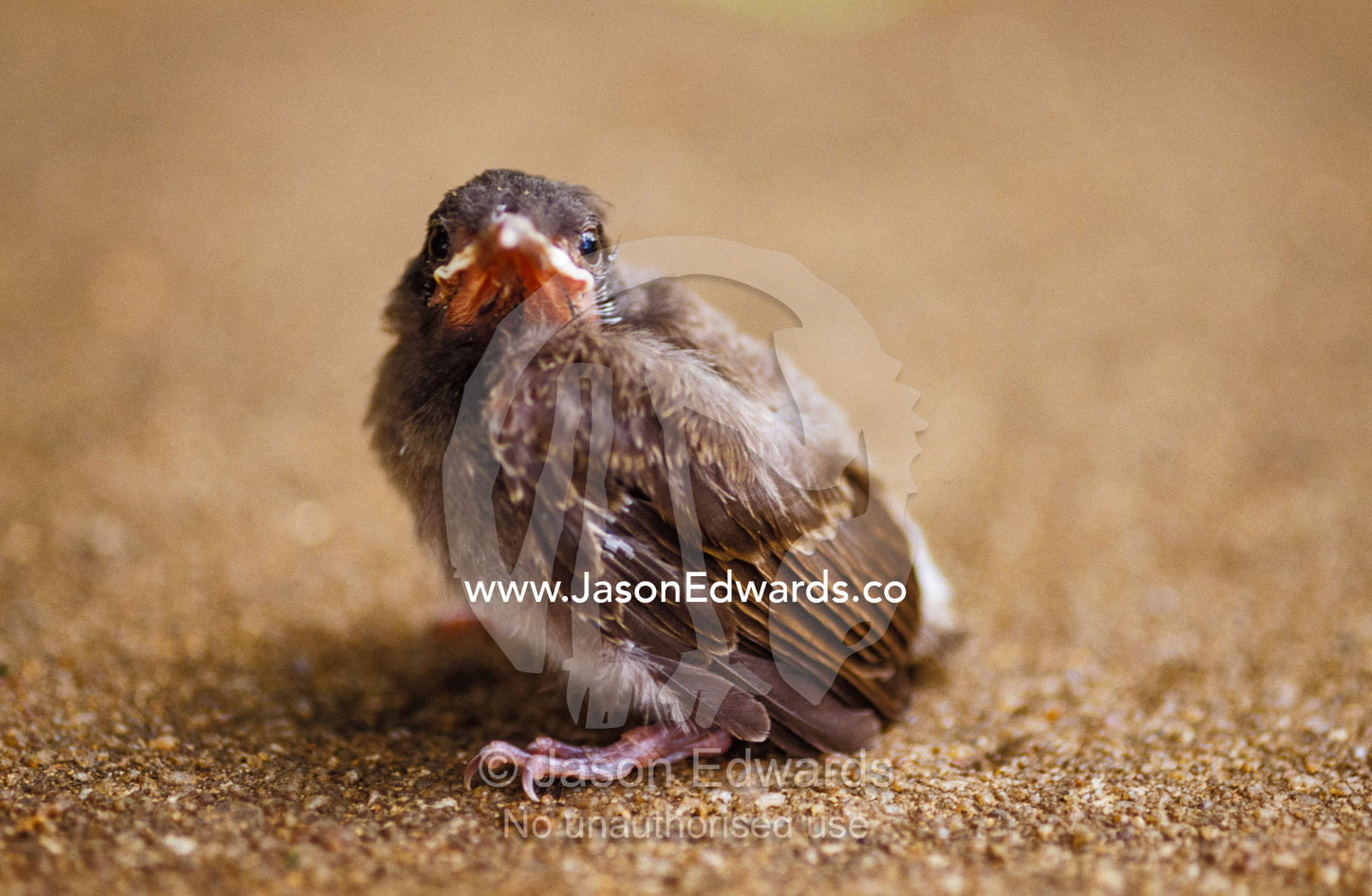 An ugly and awkward fledgling chick resting on a concrete path. Habarana Tank, Sri Lanka.