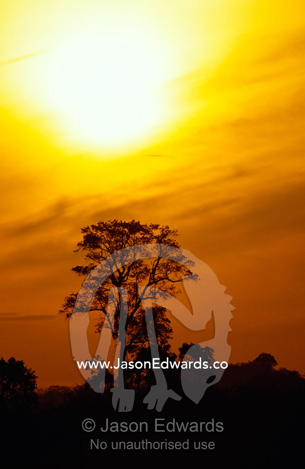 A blistering sun sets over a lone tree on the savannah. Udawalawe National Park, Sri Lanka.