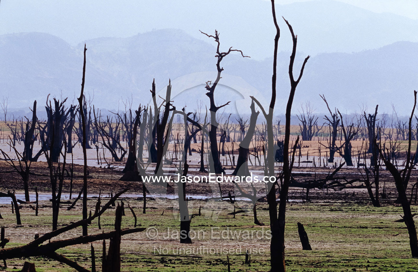 A forest of dead stags at the bottom of a dam during the dry season. Udawalawe National Park, Sri Lanka.