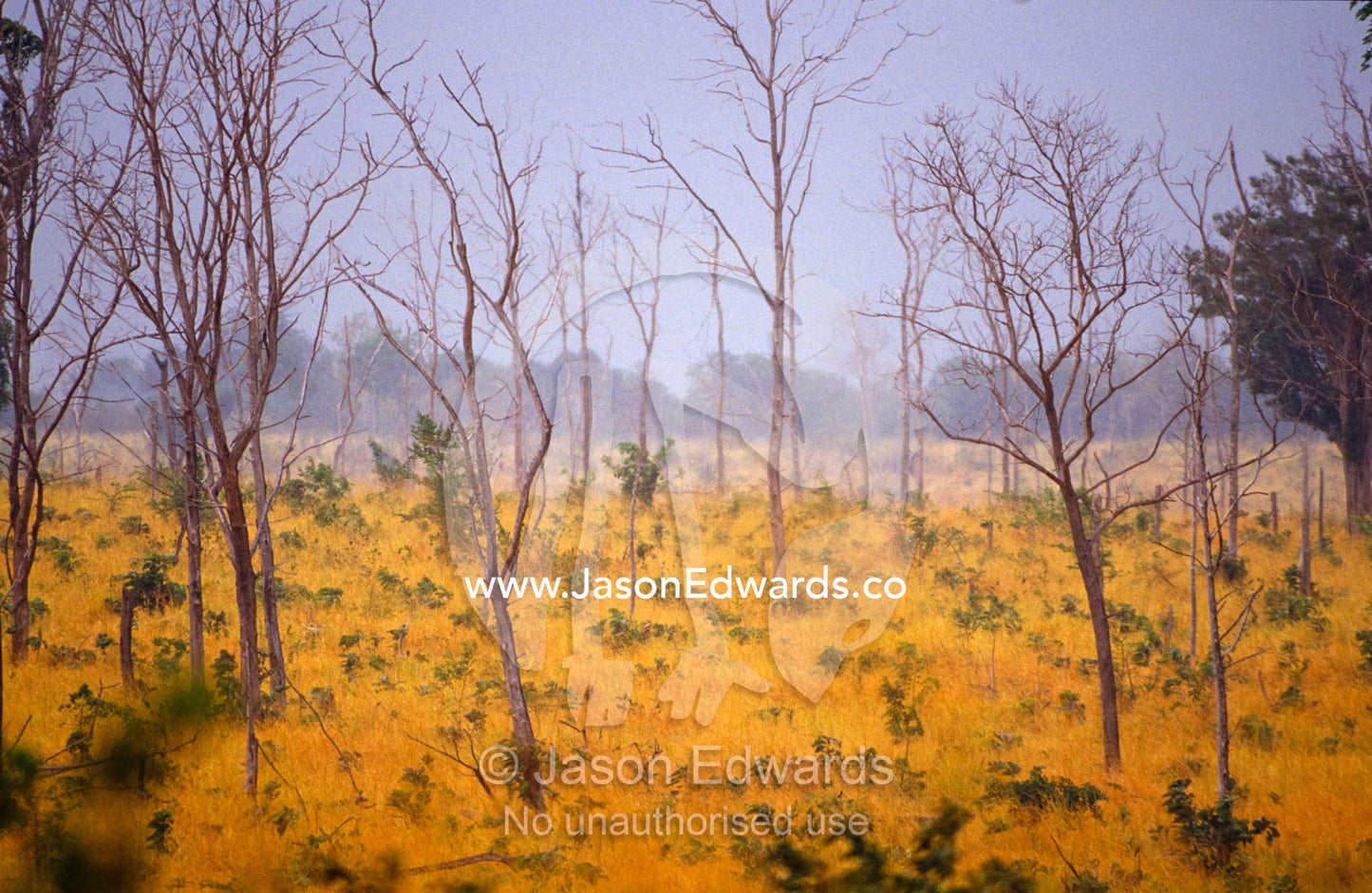 The first rains break the dry season falling on the parched savannah. Udawalawe National Park, Sri Lanka.