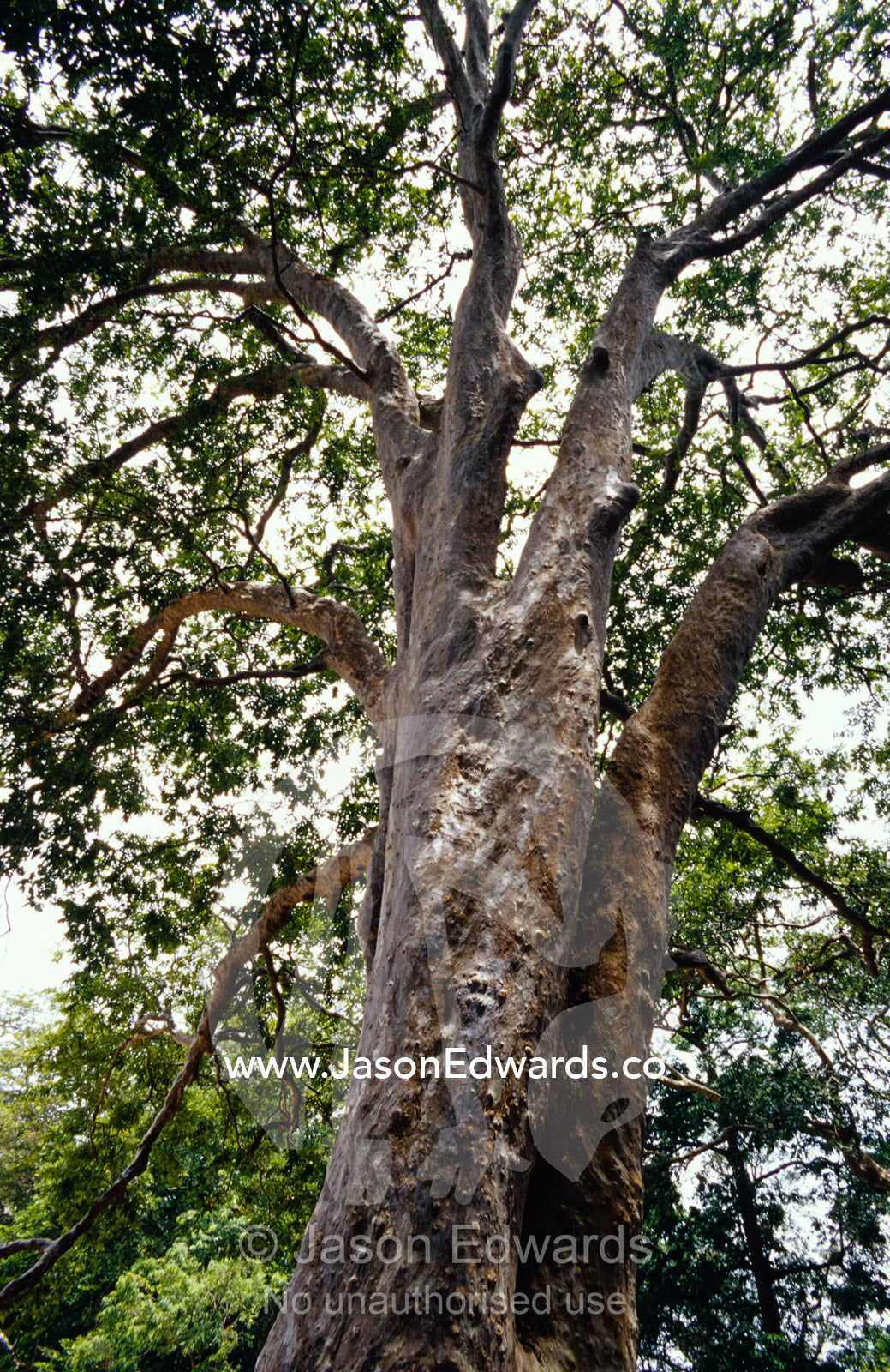 A magnificent Banyan Tree trunk and leafy canopy. Yala National Park, Sri Lanka.