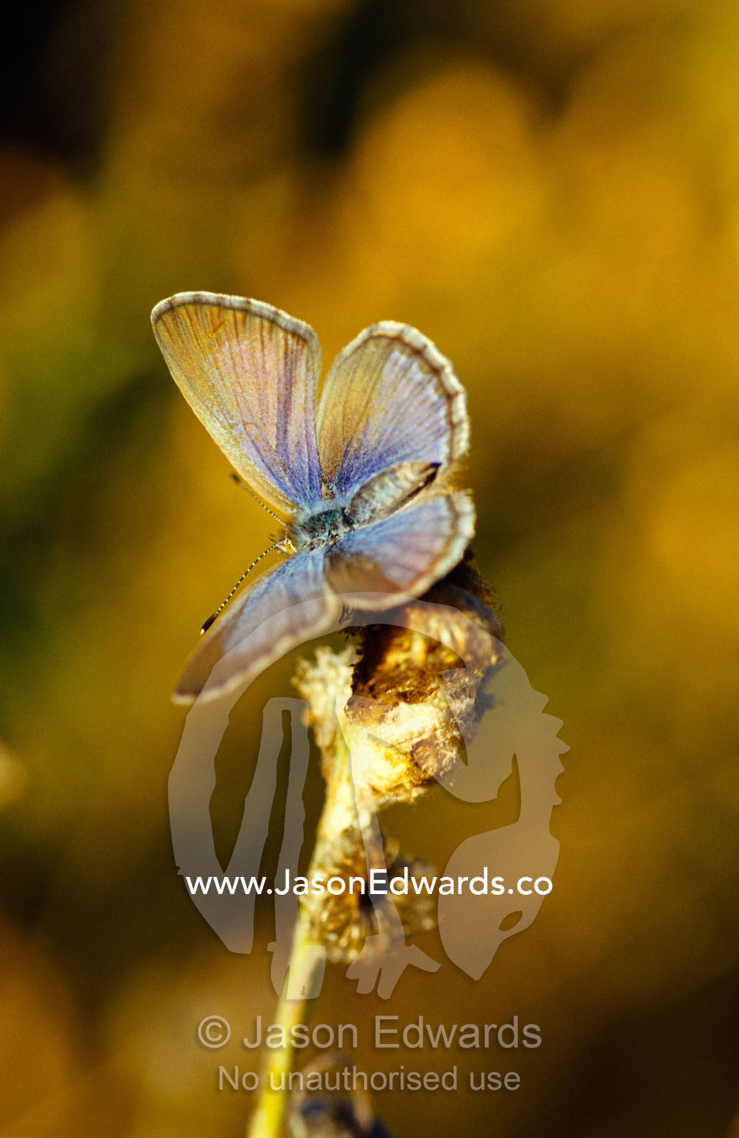 A Common Grass Blue Butterfly warming it's delicate wings at dawn. Epping National Park, Scientific, Queensland, Australia.