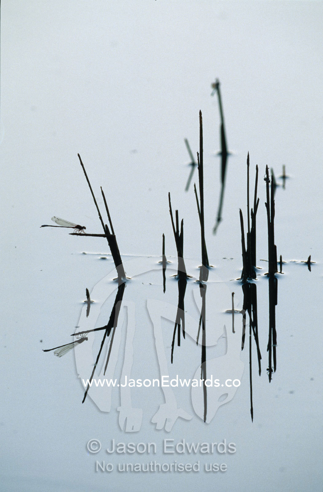 A Damsel Fly roosting on reed stems in a still billabong at sunset. near Rheola, Victoria, Australia.