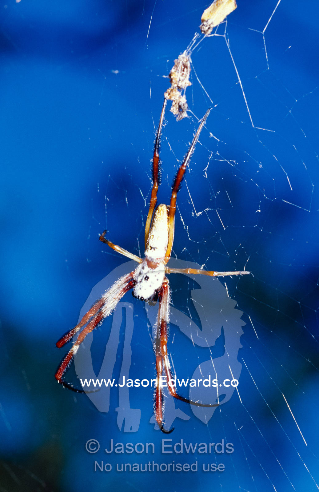 A giant female Golden Orb Spider, Nephila species, hanging in a web. Mount Fraser, Queensland, Australia.