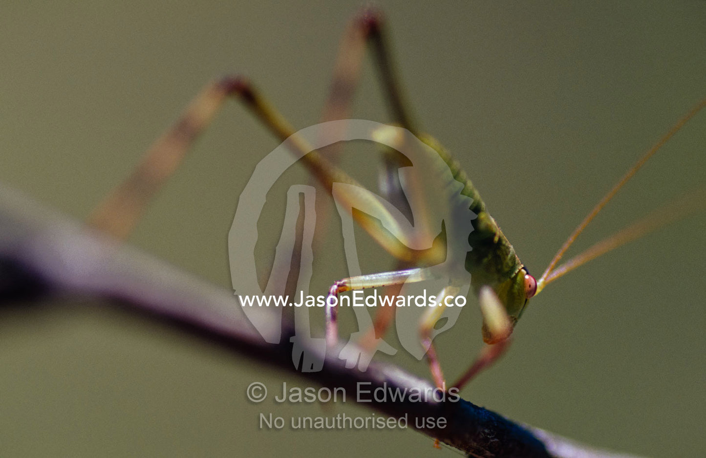 A Small Gum Tree Katydid nymph, Caedicia species, poised on a branch. Big Mitchell Creek, Queensland, Australia.