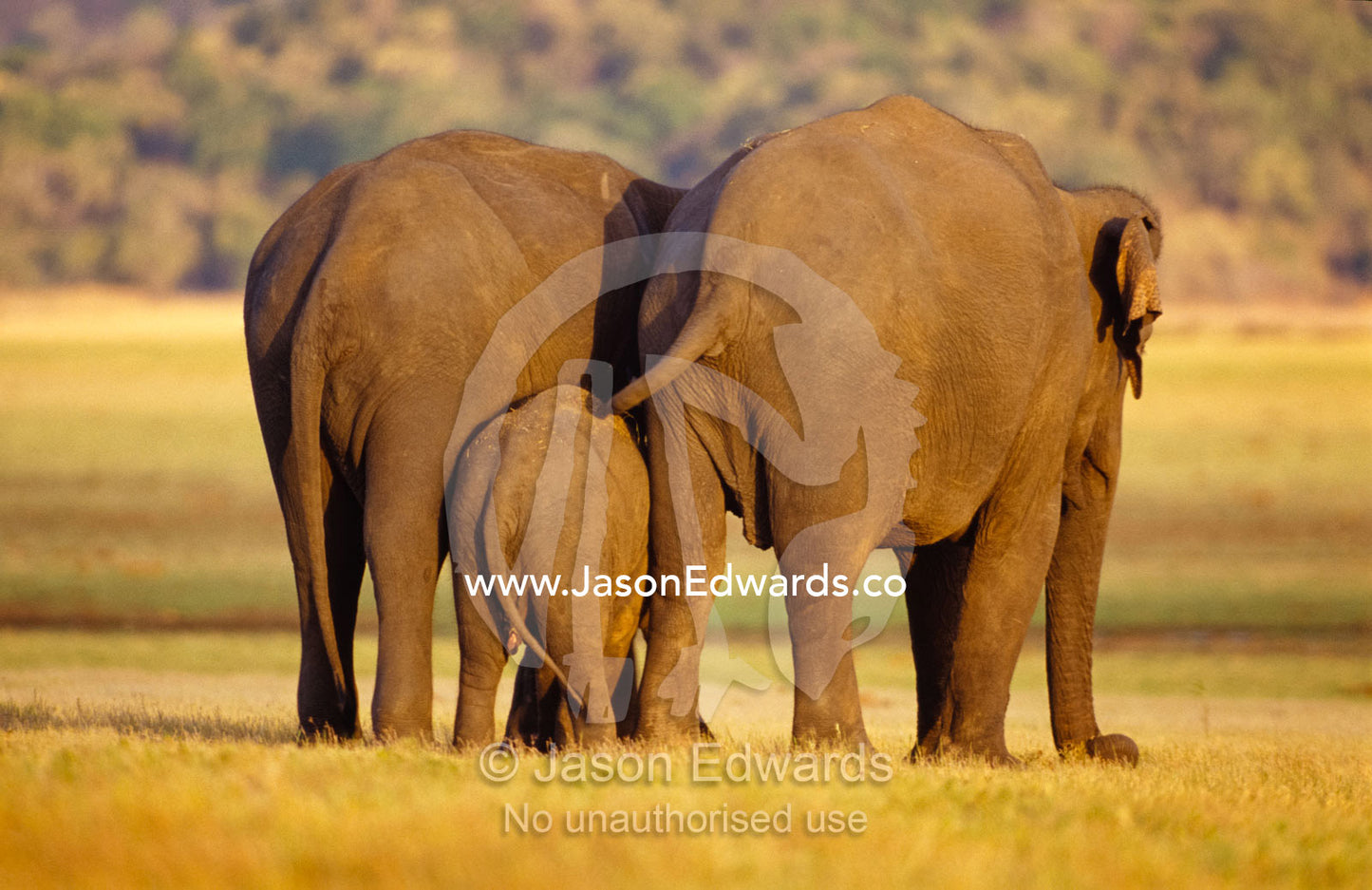 An endangered Asian Elephant calf cuddles between it's parents. Minneriya National Park, Sri Lanka.