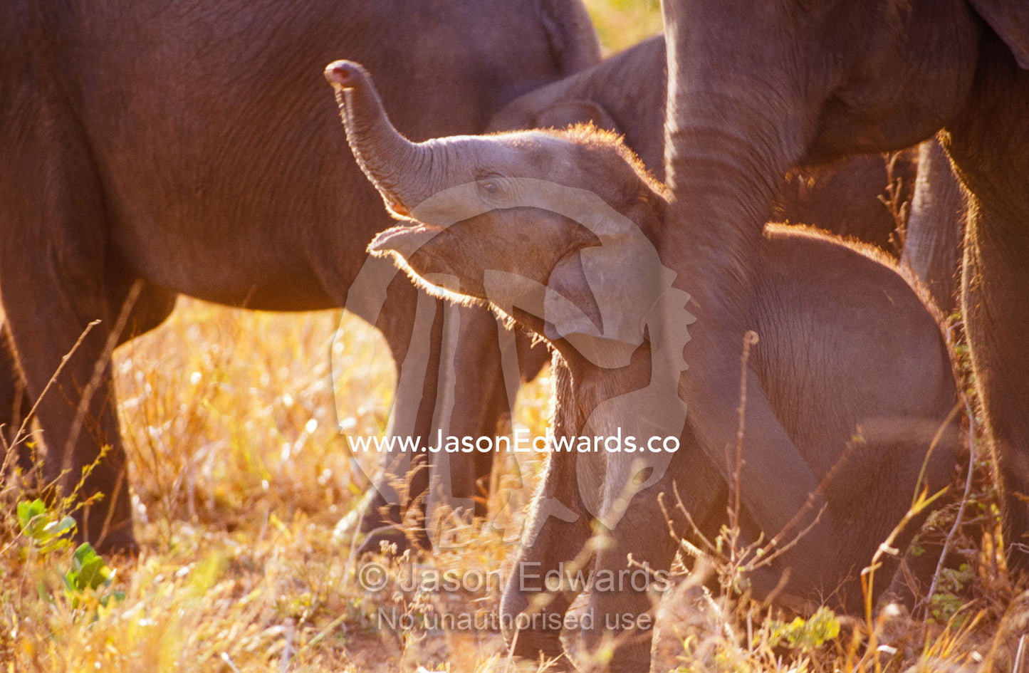 A tiny endangered Asian Elephant calf scenting the air with its trunk. Udawalawe National Park, Sri Lanka.