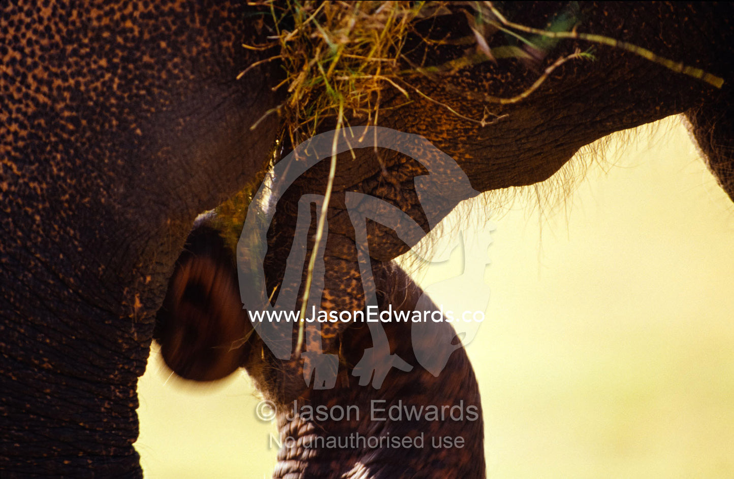 An Asian Elephant uses its trunk to place dry grass in it's mouth. Udawalawe National Park, Sri Lanka.