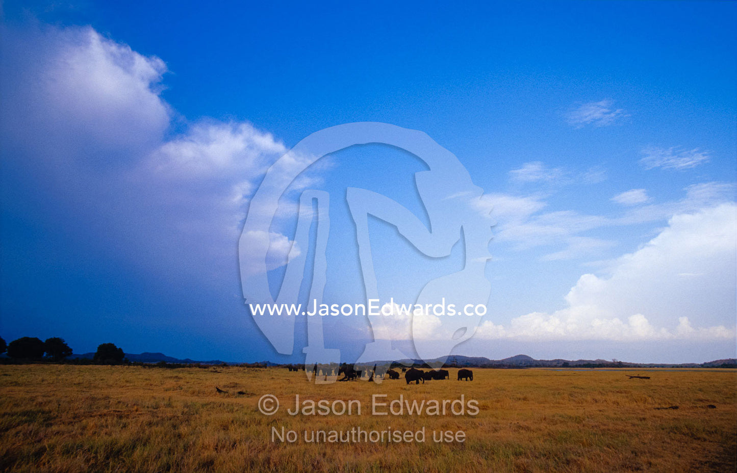 A herd of Asian Elephants on a vast plain beneath an impending storm. Minneriya National Park, Sri Lanka.