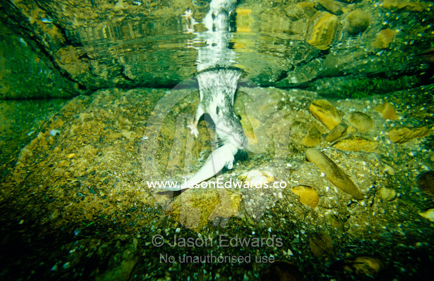 A Native Water Rat captures a fish underwater to feast on. Healesville Sanctuary, Victoria, Australia.