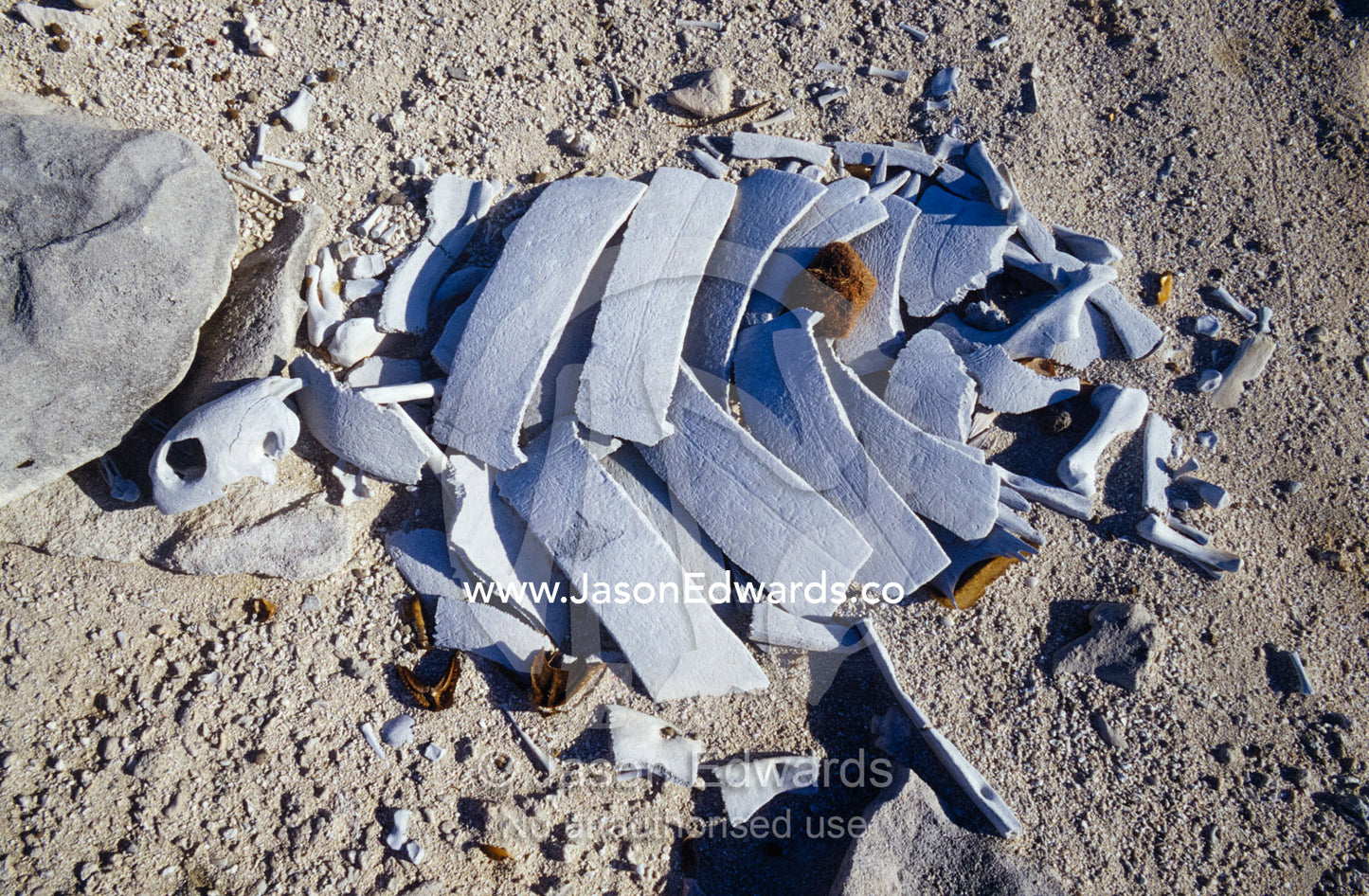 An endangered Green Sea Turtle skull and skeleton on a nesting island. Magdelaine Cay, Coral Sea Islands Territory, Australia.