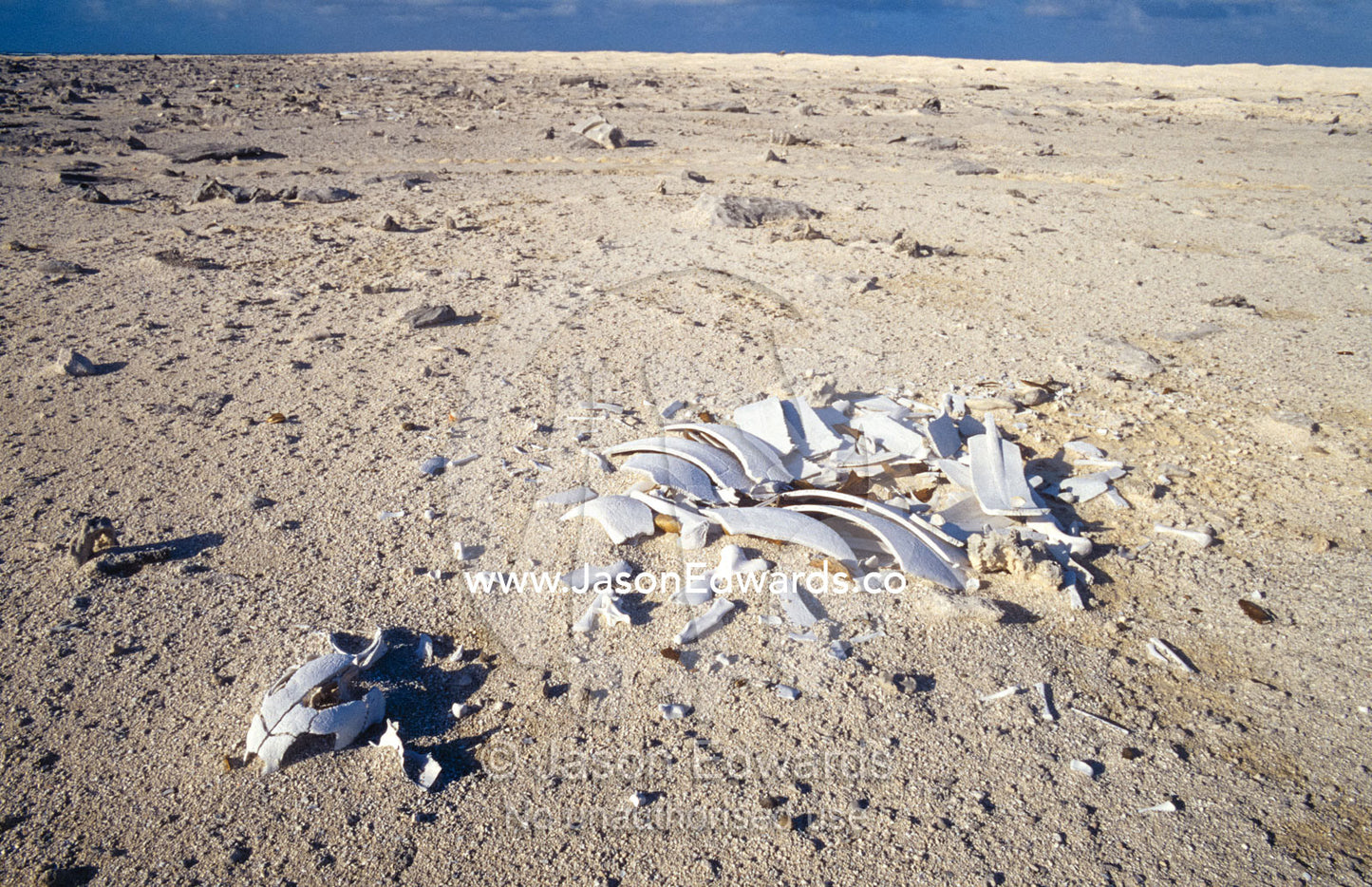An endangered Green Sea Turtle skull and skeleton on a nesting island. Magdelaine Cay, Coral Sea Islands Territory, Australia.