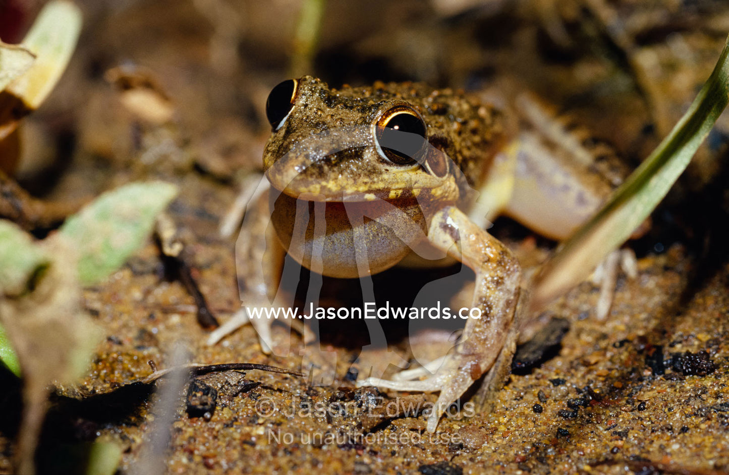 A Bumpy Rocket Frog, Litoria Inernis, calling to attract a mate. Big Mitchell Creek, Queensland, Australia.