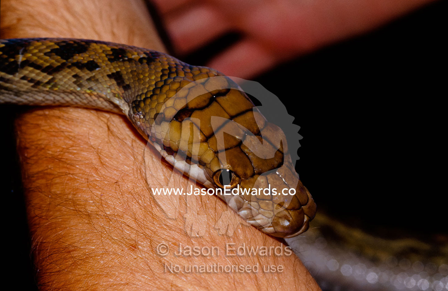 Closeup of an Amethystine Python, also called a Scrub Python. Big Mitchell Creek, Queensland, Australia.