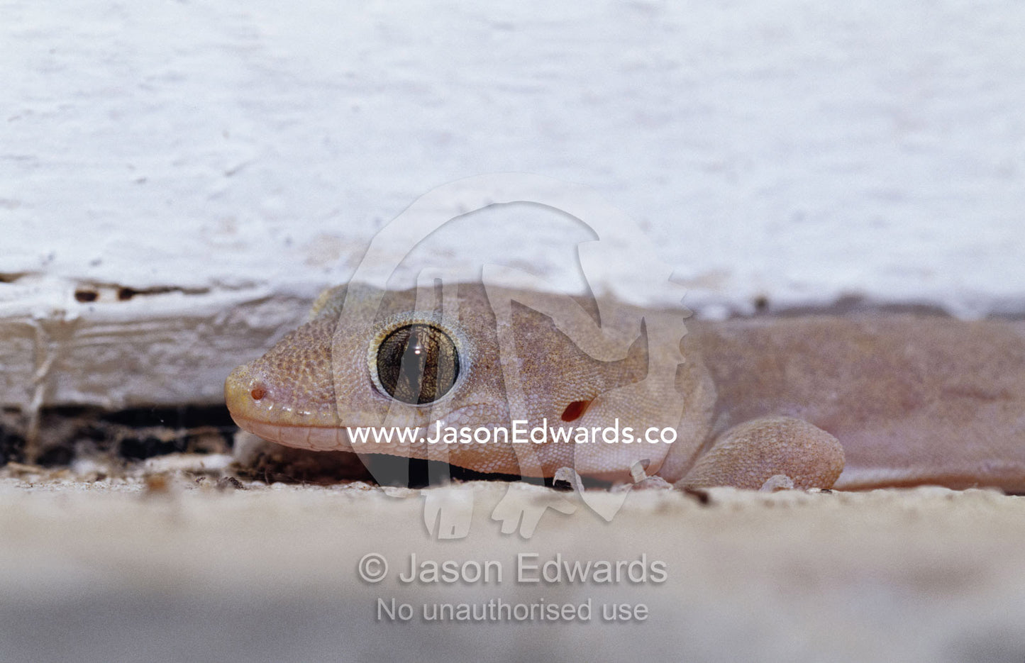 An Asian House Gecko, Hemidactylus frenatus, on a window sill. Big Mitchell Creek, Queensland, Australia.