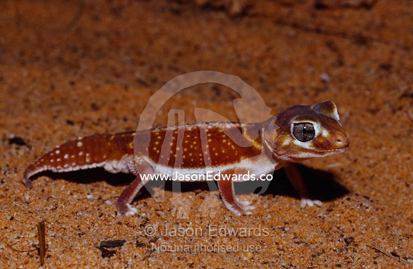 A Knob-tailed Gecko Nephrurus levis, hunting over red sand dune. Healesville Sanctuary, Victoria, Australia.