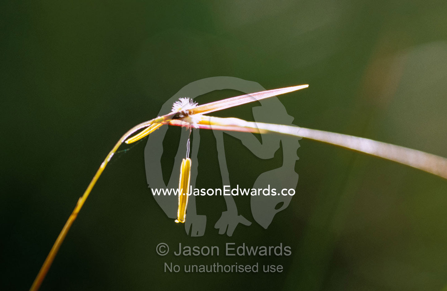 A seeding stem of Spear Grass backlit by the dawn. Bunyip State Park, Victoria, Australia.
