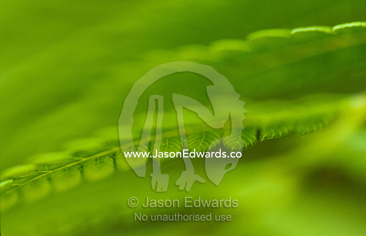 An artistic view of King Fern fronds in a forest understorey. Bunyip State Forest, Victoria, Australia.
