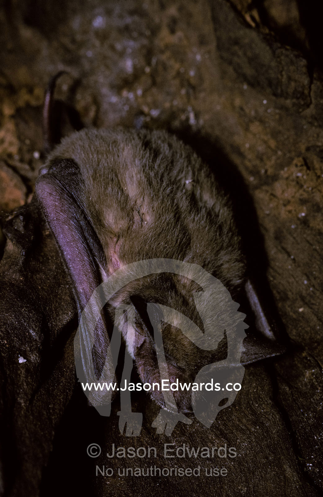 A Little Mastiff Bat roosting on a tree trunk during the day. Melbourne Zoo, Victoria, Australia.