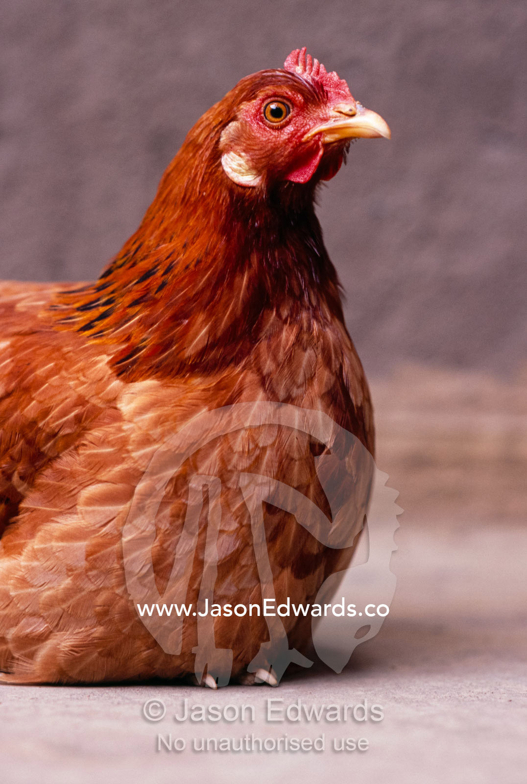 A chicken sits proudly inside a mud hut home in Uganda. Tororo District, Uganda.