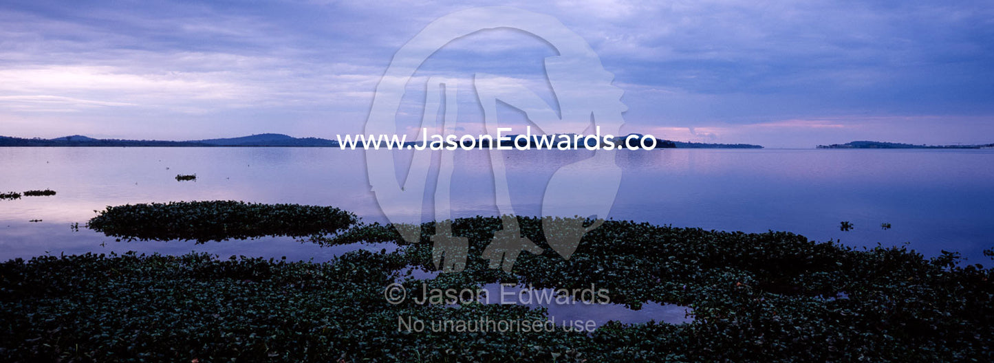 Dawn rises over the still waters of Lake Victoria and Water Hyacinth. Lake Victoria, Kampala, Uganda.