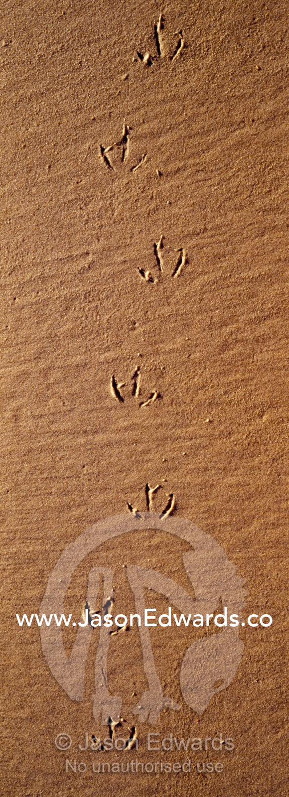 Tracks along a remote beach mark the passing of a sea bird at low tide South West Conservation Area, Tasmania, Australia.