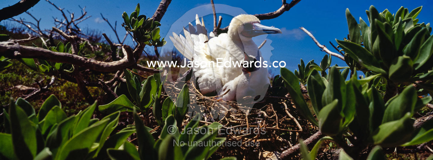 A Red-footed Booby shelters her chick from the blinding tropical sun. East Diamond Island, Coral Sea Island Territory, Australia.
