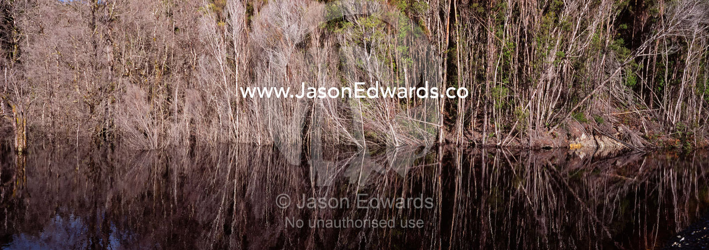 A stand of dead trees line a lake near a massive mining operation. Tarkine Wilderness Area, Tasmania, Australia.