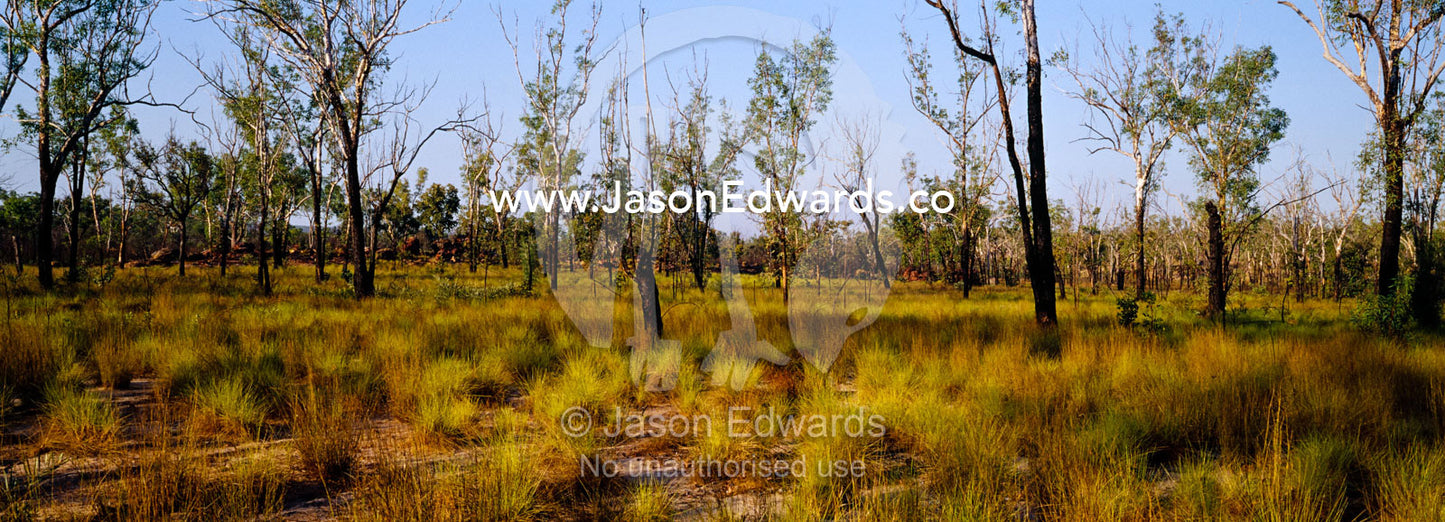 Open woodland and Spinifex grasslands, Triodia species, at sunset. Limmen National Park, Northern Territory, Australia.
