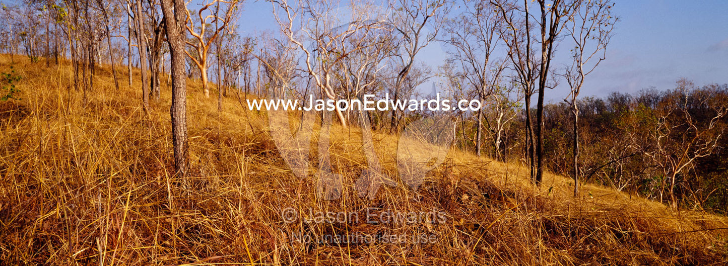 Dry grasses and Open Woodland cover an arid hillside in the dry season Nitmiluk, Katherine Gorge, National Park, Northern Territory, Australia.