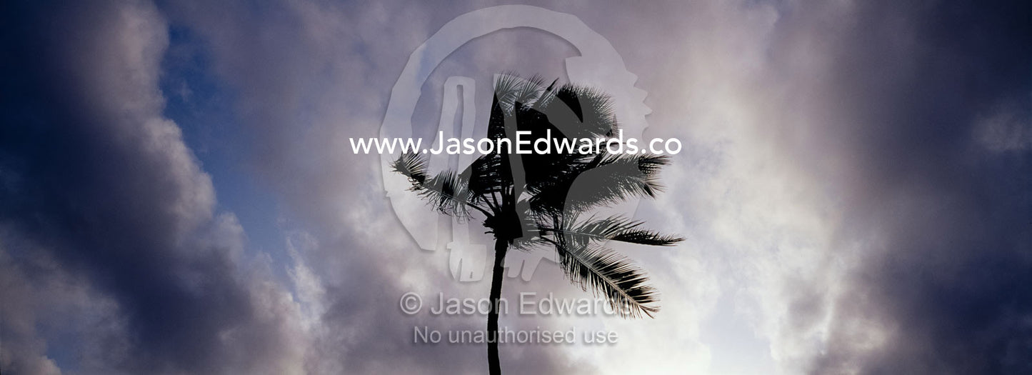 Palm Trees laden with coconuts silhouetted against a tropical storm. Negombo Beach, Sri Lanka.