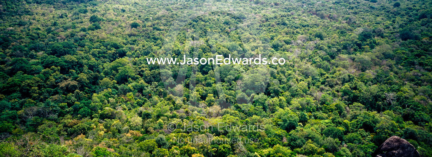 An aerial view of a densely packed tropical rainforest canopy. Sigiriya Lion Rock Fortress, Sri Lanka.