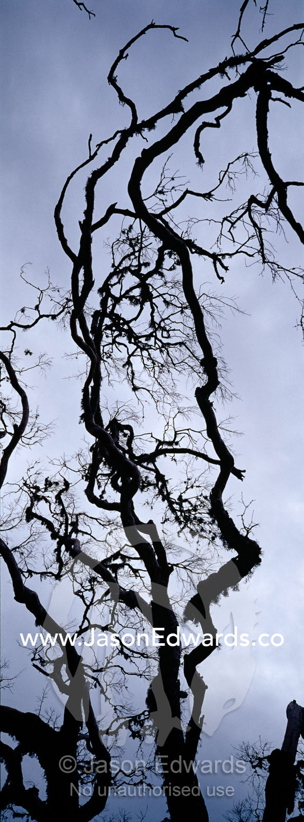 The bows of a dead tree twist and turn into a storm-laden sky. Bundala National Park, Sri Lanka.