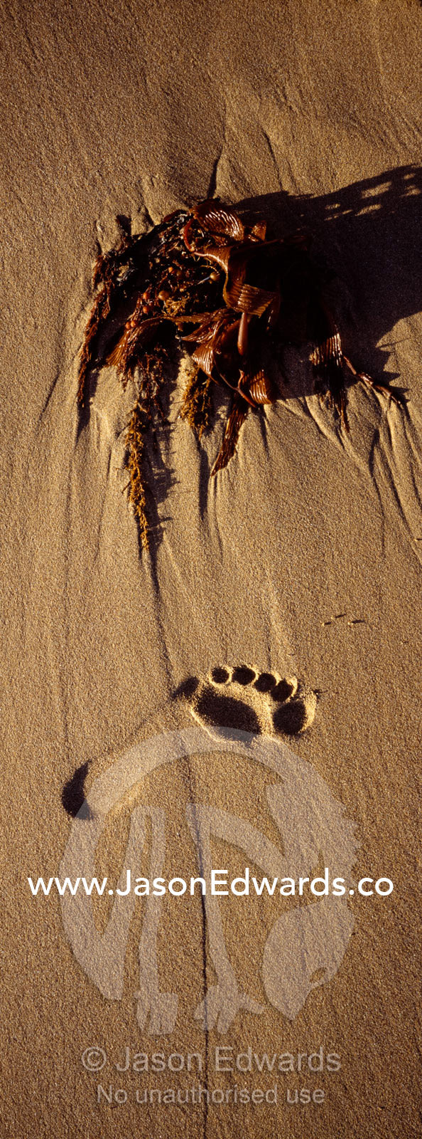 A single human footprint and seaweed on a smooth beach at sunset. Jan Juc, Victoria, Australia.