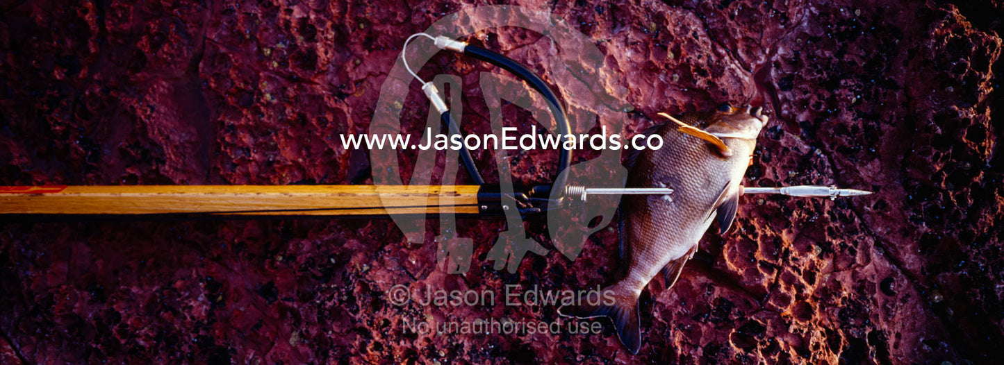 A fish impaled on a spear resting on volcanic coastal rocks. Merimbula, New South Wales, Australia.