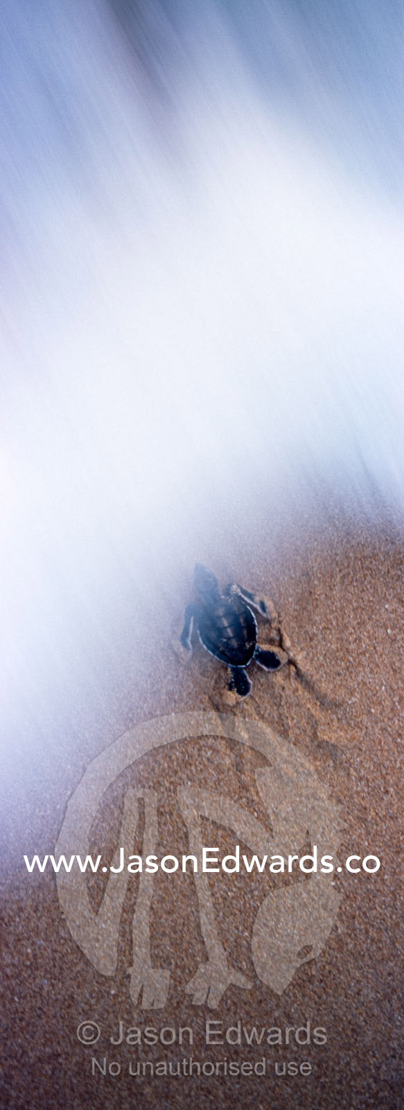 A Green Sea Turtle hatchling dives into a wave as it races for the sea Bentota, Sri Lanka.